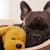 Protect Your Dog: When to Clean & Replace Beds, Bowls, Toys & Crates