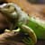 Decoding Iguana Color Changes: Age, Mood, & Health Explained