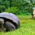 Turtle & Tortoise Bacterial Infections: Spot, Treat, Prevent