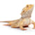 Bearded Dragon Care: Food, Habitat, Health – Your Ultimate Guide