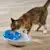 Is Your Cat Drinking Enough Water? Prevent Dehydration Now!