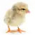Baby Chick Care: Food, Habitat & Health for Happy, Healthy Chicks