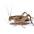 Cricket Care: Habitat, Feeding & Gut Loading Tips for Healthy Pets