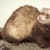 Understanding Ferret Scratching & Licking: Causes, Relief & Prevention