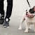 Librela for Dogs: What Pet Parents Should Know