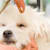 Dog Grooming: Essential Vaccines for Your Dog's Healthy & Safe Visit
