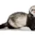 Ultimate Ferret Care: Food, Habitat, Health & Behavior Guide