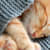 Kitten Sleep: How Many Hours? Ensure Healthy Growth & Habits