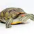 Red-Eared Slider Care: Essential Guide for a Healthy Pet Turtle