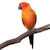How to Care for a Sun Conure: Food, Habitat, Health & Behavior