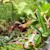 Terrarium Plant Care: Setup, Propagation & Reptile-Safe Plants