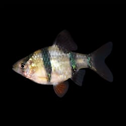 mosquito fish for sale petco