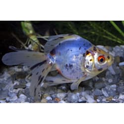 mosquito fish for sale petco