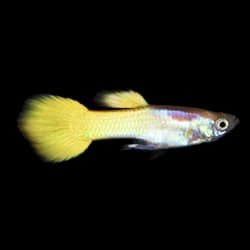mosquito fish for sale petco
