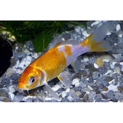 mosquito fish for sale petco