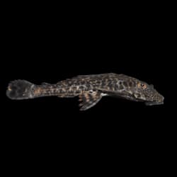 Plecostomus Sucker Fish For Sale Petco Store