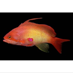 lionfish for sale petco