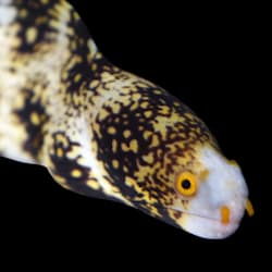 mosquito fish for sale petco