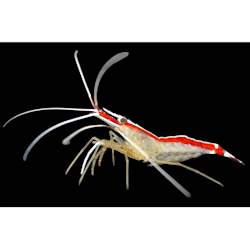 frozen mysis shrimp petco