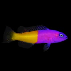 lionfish for sale petco