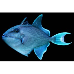 lionfish for sale petco