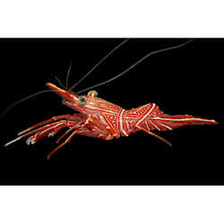 frozen mysis shrimp petco