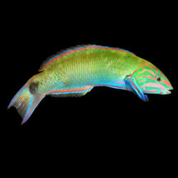 lionfish for sale petco