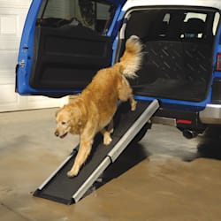 steps for dogs to get in car