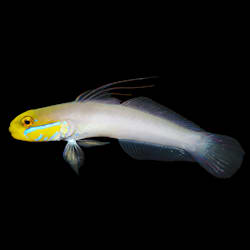 lionfish for sale petco