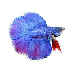 types of betta fish petco