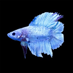 types of betta fish petco
