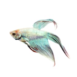 mosquito fish for sale petco
