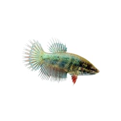 mosquito fish for sale petco