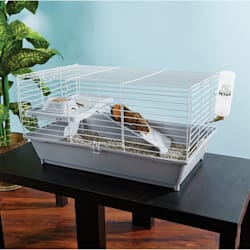 guinea pig habitat