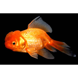 mosquito fish for sale petco