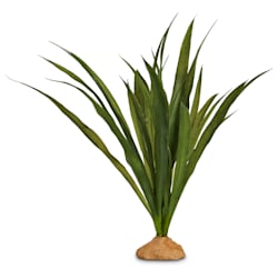 Imagitarium Orchid Grass Terrarium Plant