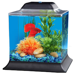 Betta Fish Tanks Aquariums Bowls Petco