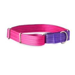 quick release dog collar petco