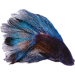 female betta fish petco