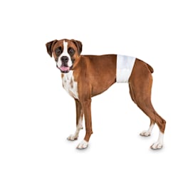 female dog diapers petco