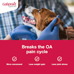Galliprant 60 mg for Dogs