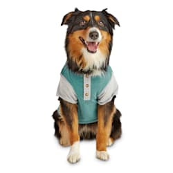Reddy Teal & Grey Colorblocked Jersey Dog Henley T-Shirt