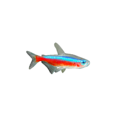 cardinal tetra petsmart