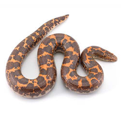 milk snake price petco