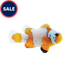 Clownfish For Sale Petco Store