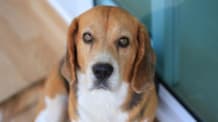 Unlock Your Dog: 10 Ways to Master Their Body Language Signals