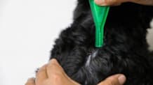 Flea Prevention Failing? Why & How to Finally Stop Pet Fleas