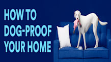 New Puppy? Puppy-Proof Your Home for a Safe & Happy Start