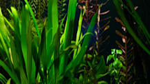 Master Amazon Sword Care: Grow Stunning Aquatic Plants in Your Tank