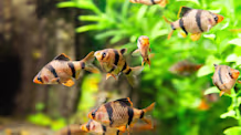 How to Acclimate New Fish & Aquatic Life: Thriving Tank Guide